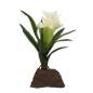 Preview: Bromelien